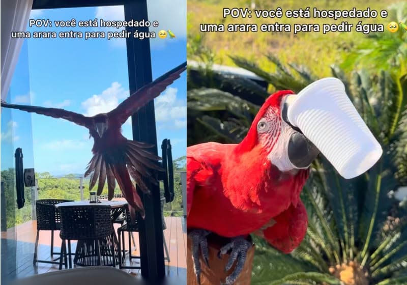 Arara encanta turistas na Bahia ao beber água sozinha de copo