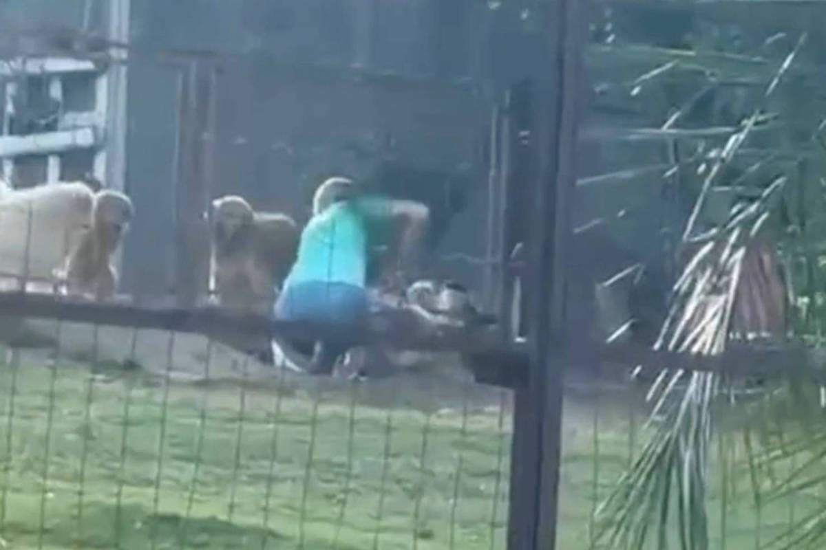 Vídeo mostra agressão a cachorro em hotel para pets de Bonito (MS) e polícia investiga