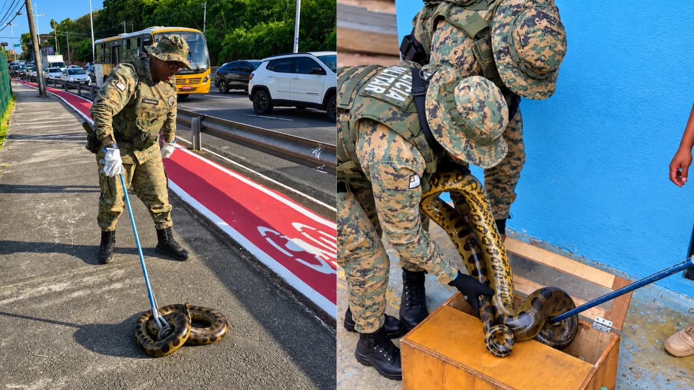 Policiais ambientais resgatam duas sucuris em Salvador e Lauro de Freitas
