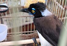 105 Aves Salvas! Polícia Desmonta Comércio Ilegal na RMS