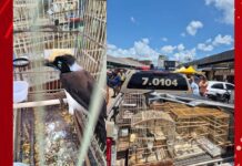 Crueldade Exposta: Mais de 100 Aves Resgatadas na BA!