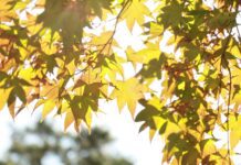 Sol Radiante Hoje em Lauro de Freitas: Não Perca!