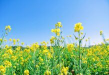 Segunda-feira Radiante: Tempo Agradável em Lauro de Freitas!