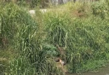 Corpo é encontrado em córrego entre Bomba e Nova Vitória: Mistério que assusta a cidade!