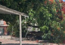 Árvore gigante cai no Largo de Roma e danifica três carros em Salvador