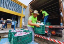 Entrega de sementes da Sedap beneficia mil agricultores em Camaçari
