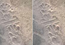 Felino Grande é Avistado em Itacimirim: Confira os Detalhes!