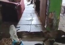 Salve Gatos Abandonados: Ajude a Mudar Essa Realidade!