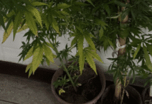 PM captura plantações de maconha em Camaçari: saiba mais!