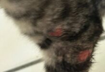 Moradora de Camaçari arrecada fundos para tratar gato doente