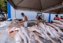 Feira do Peixe: Últimos dias para aproveitar até sábado!
