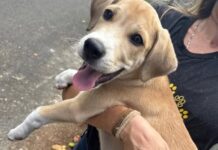 Cão de seis meses busca um lar amoroso em Camaçari! Adote!
