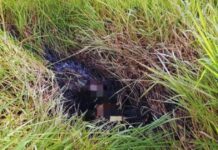 Corpo Carbonizado é Encontrado em Mata de Camaçari: O Que Aconteceu?