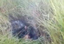 Corpo Carbonizado Encontrado em Camaçari: O Que Sabemos?