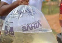 Camaçari beneficia 200 piscicultores com 200 mil alevinos!