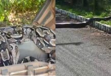 Cobras Gigantes Surpreendem Motoristas em Camaçari; Veja o Vídeo!