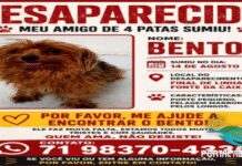 Bento Sumiu na Fonte da Caixa: Ajude a Encontrá-lo!