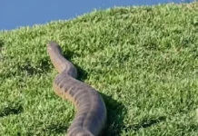 Sucuri Gigante Descoberta na Fábrica da BYD em Camaçari