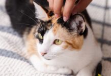 Castramóvel em Camaçari: Castração gratuita para pets já!