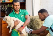 Vacinação antirrábica em Monte Gordo: não perca neste sábado!