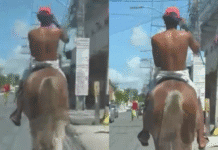 Cavalos soltos em Abrantes: Motoristas fazem denúncias urgentes!