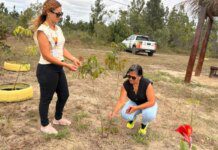Cinturão Verde de Camaçari: 100 novas mudas nativas impulsionam biodiversidade!